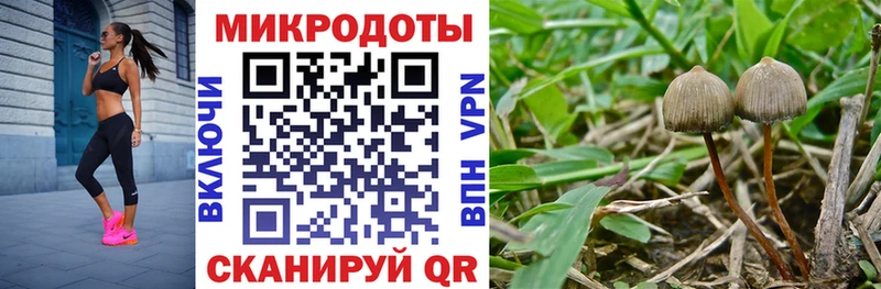 Галлюциногенные грибы Cubensis Чухлома
